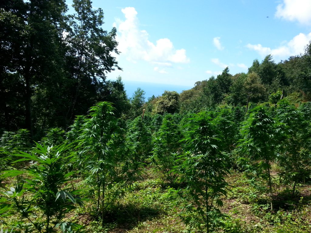 OPERAZIONE TERRA BRUCIATA – Sequestrate quattro piantagioni per oltre 3000 piante di marijuana