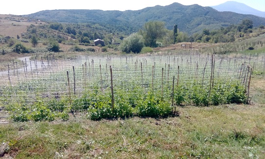 FLORESTA – Nasce l’orto DE.CO.