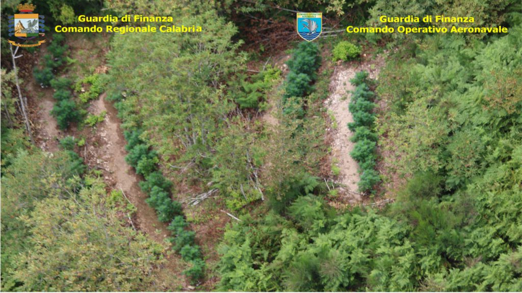 CALABRIA – Scoperte 8 piantagioni di marijuana con il telerilevamento aereo , sequestrate oltre 2.500 piante