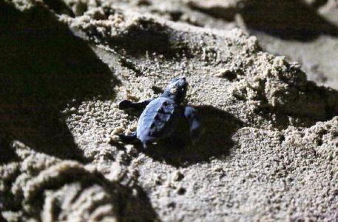 LAMPEDUSA – Nate tartarughe Caretta Caretta