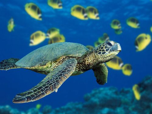 PATTI – Anche qui un nido di Caretta Caretta? Si attendono verifiche