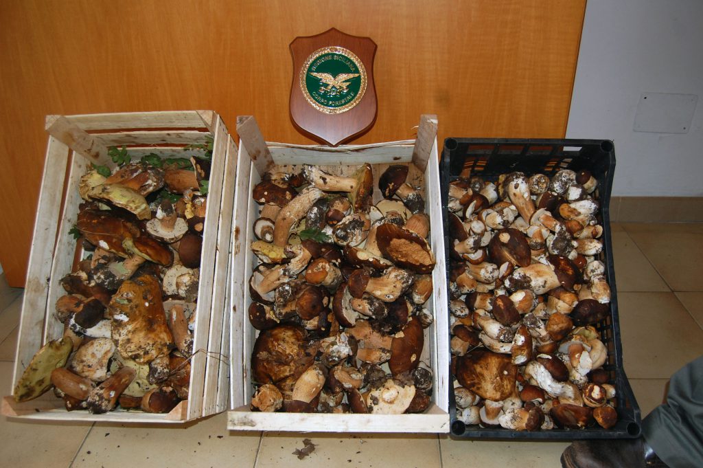 CARONIA – Sequestrati ingenti quantitivi di funghi