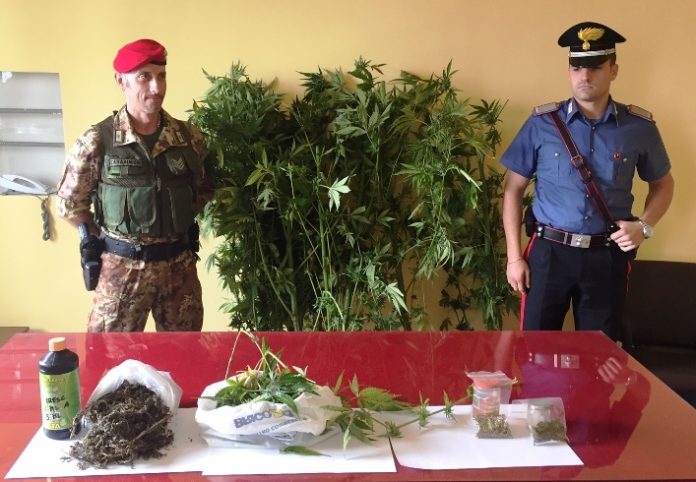 CAPIZZI – Scoperta piantagione di marijuana