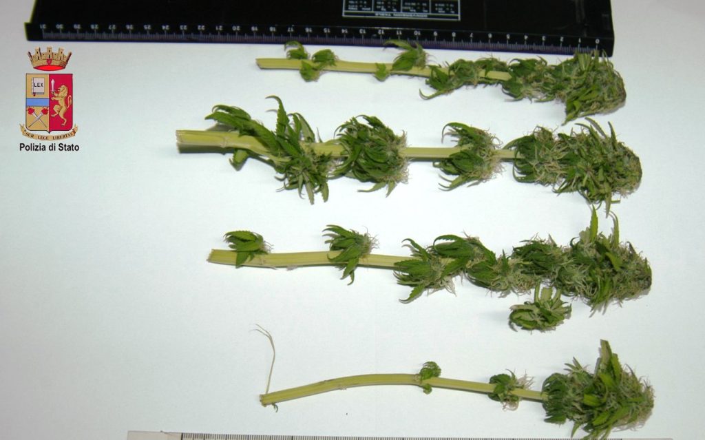 BARCELLONA P.G.- Ventisettenne sorpreso a coltivare marijuana