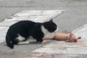 AMORE E DOLORE DI MAMMA – Anche se è una Gatta non fa differenza