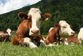 ABIGEATO – Ritrovati 7 bovini rubati a San Fratello