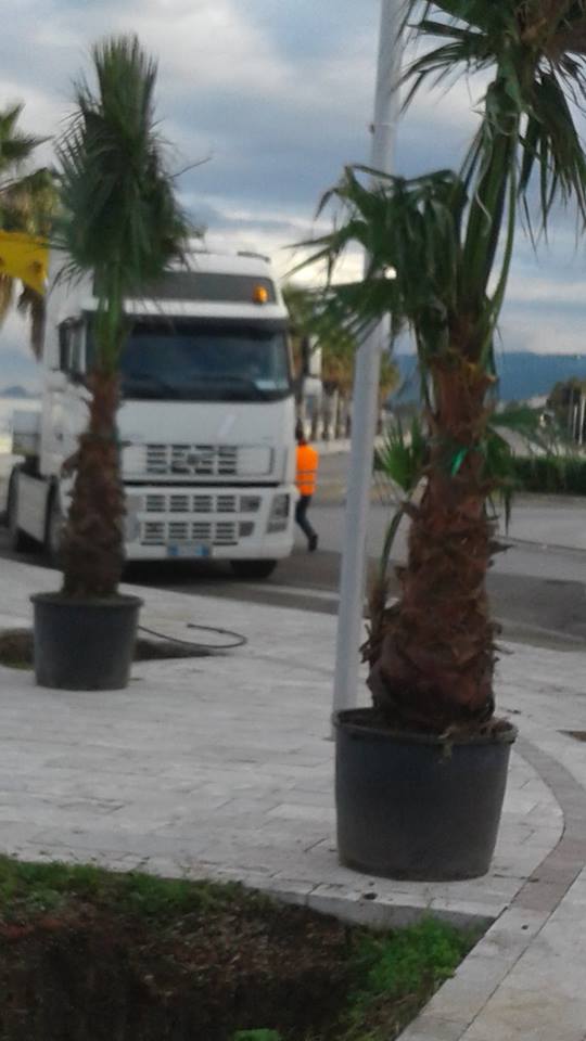 S. AGATA MILITELLO – Sostituite le palme sul lungomare