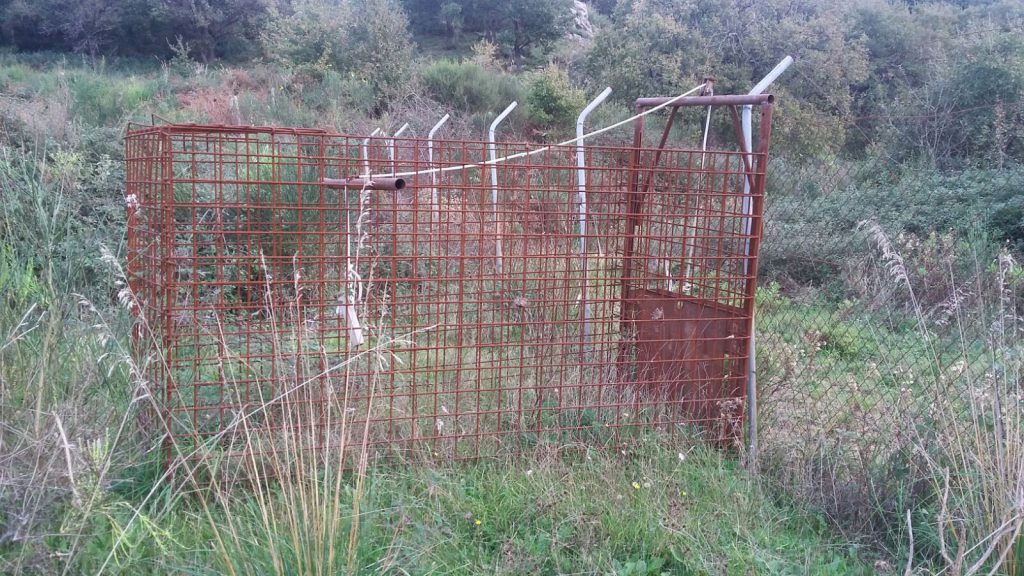 SAN PIERO PATTI – Sequestrata una gabbia a ghigliottina per la cattura dei cinghiali