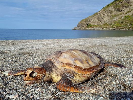 SPIAGGIATA – Una Caretta Caretta sulla spiaggia del Tono a Milazzo. La denuncia di Carmelo Isgrò