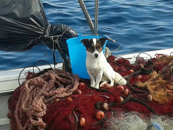ISOLE EOLIE – Cane abbandonato in spiaggia si getta in acqua per essere salvato
