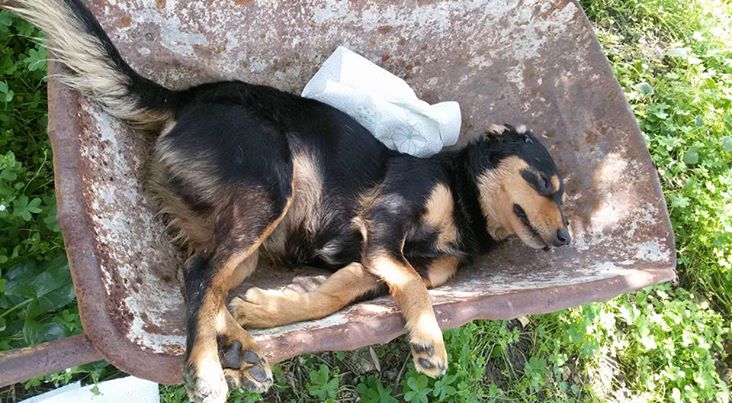 REAZIONI – A Librizzi l’ordinanza sindacale per bloccare la mattanza dei cani