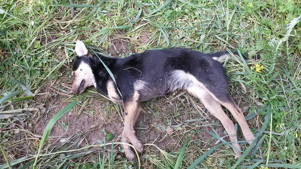 MATTANZE DI CANI – A Colla di Librizzi si uccidono così … con il veleno, a Capo d’Orlando succede invece che …
