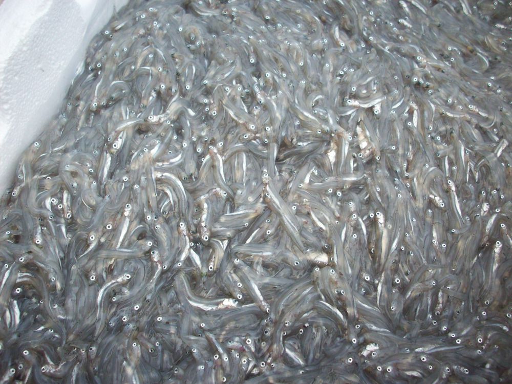 NEONATA – Sequestrati 425 Kg a Santo Stefano di Camastra