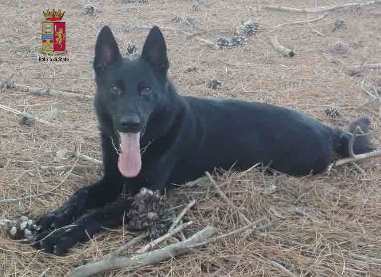 MILAZZO – Cocaina nascosta in un furgone. Sostanza stuefacente rinvenuta grazie al fiuto di Vite
