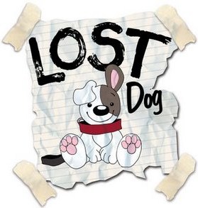 CAPO D’ORLANDO – Cane smarrito cerca padrone