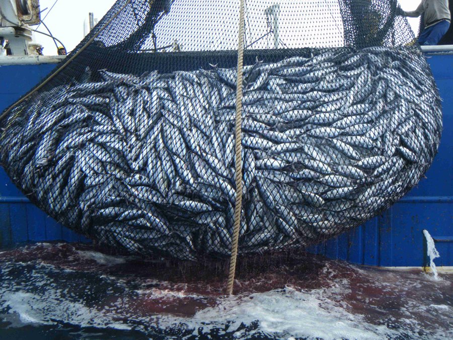 CORONAVIRUS – Regione: “Stato di crisi” per agricoltura e pesca