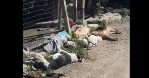 FOTO SHOCK – I Cani uccisi a Sciacca