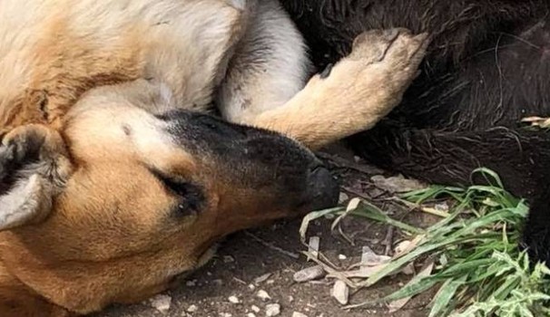 BASTARDI SENZA CUORE – Polpette avvelenate per i cani di via Gabriele d’Annunzio a Brolo. Scatta la denuncia
