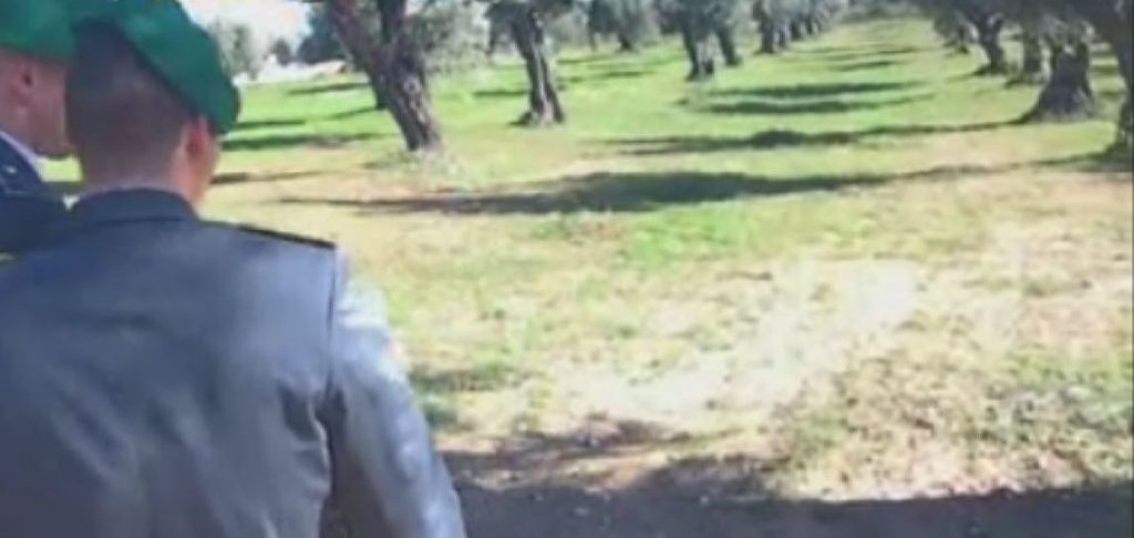 FALSI BRACCIANTI – Indagini a Brolo e Piraino. Denunciati in 156