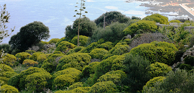 MOSTRA – Macchia Mediterranea in Sicilia