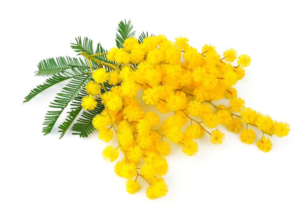 OTTO MIMOSE PER OTTO DONNE – Riconoscimenti della Meter & Miles