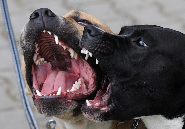 SANT’AGATA MILITELLO – Aggredito da un gruppo di cani randagi