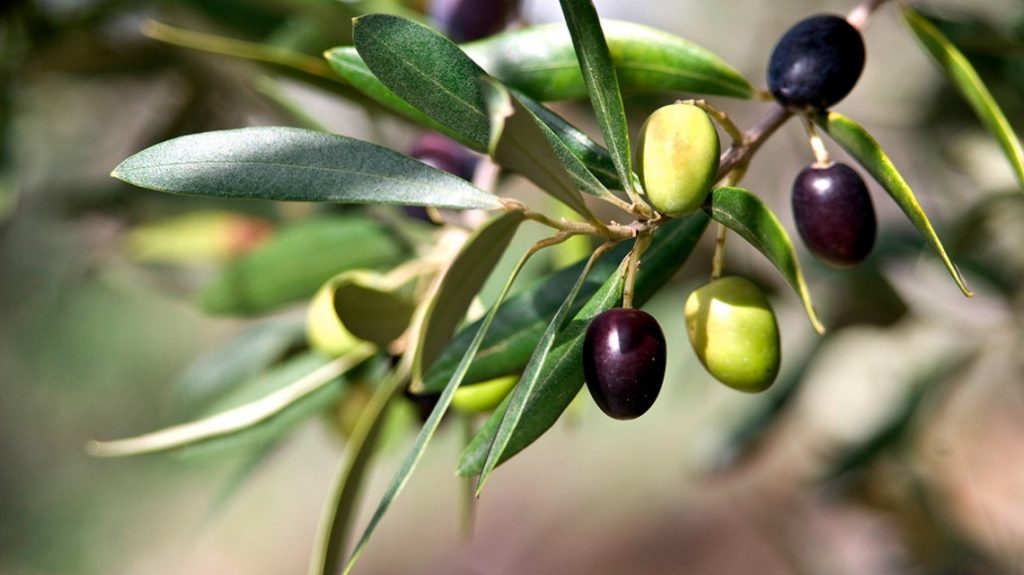 AGRICOLTURA – Vuoi diventare imprenditore agricolo? Ecco il bando ISMEA 2018