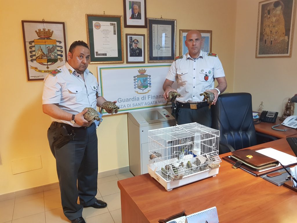 ACQUEDOLCI – Sequestrate 27 tartarughe e 15 esemplari di uccelli di varie specie