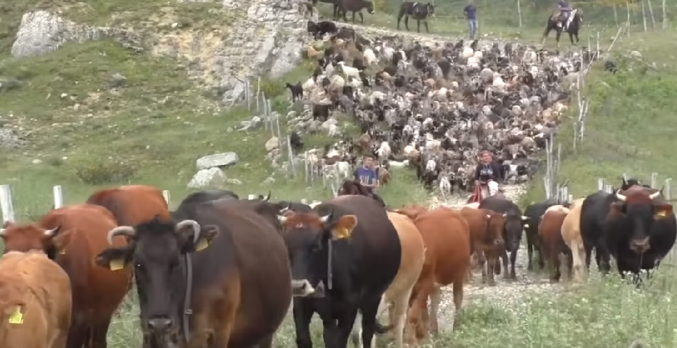 TRADIZIONI – La transumanza da Gioiosa Marea a Longi