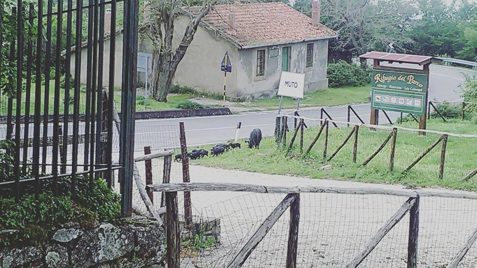 RIFUGIO DEL PARCO – Nel silenzio delle Istituzioni, mentre la querelle si sposta in tribunale e la struttura viene chiusa, Magda Scalisi è un fiume in piena…