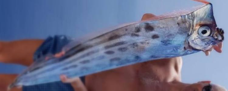 U “ZU CRISTATUS” – Il mare e le sue creature sulle rotte per le Eolie