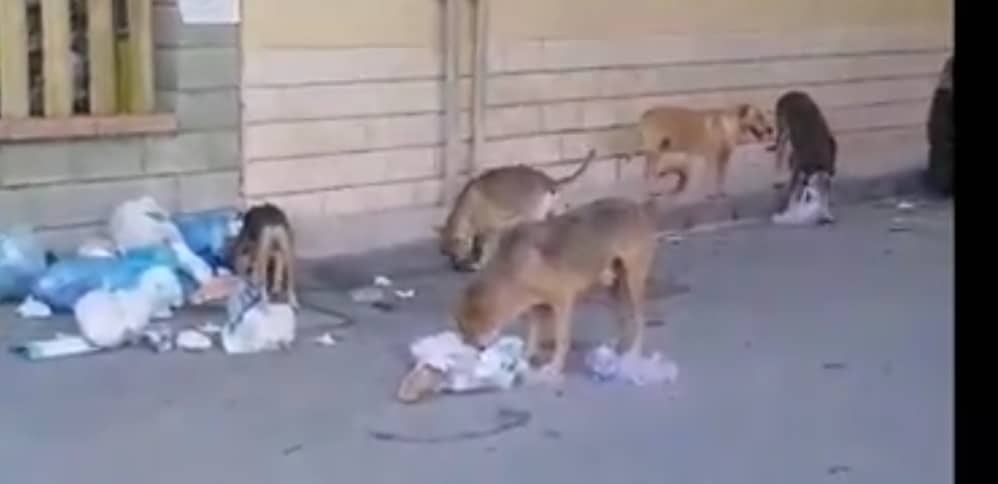 CANI RANDAGI A SANT’AGATA M.LLO – Un problema che c’è!