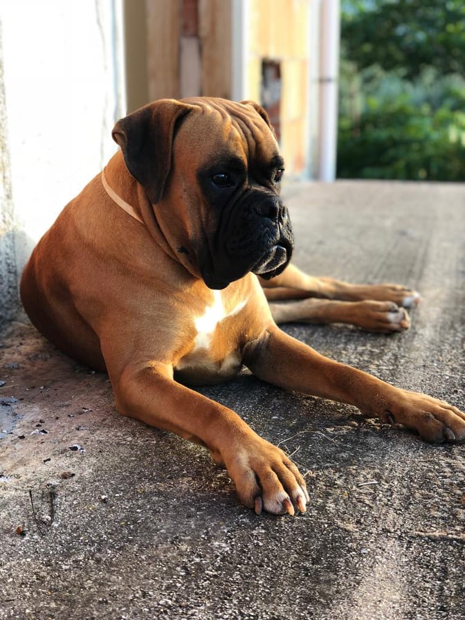 SI E’ PERSO MARSHALL – E’ un cucciolone, se qualcuno lo vede girovagare per Sant’Agata M.llo chiami il 3400961663