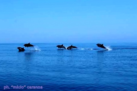 FOTO D’ESTATE – Spettacolo! la Danza dei delfini a largo di Brolo