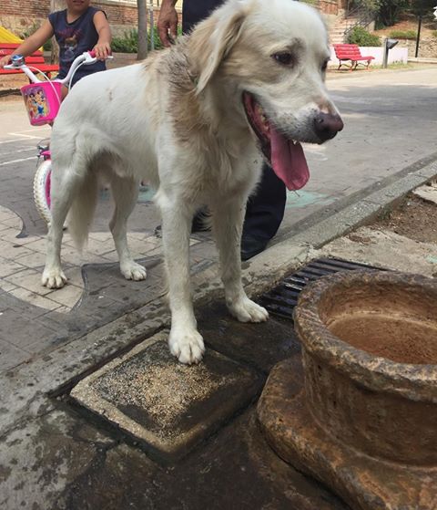 BROLO – Trovato cane senza microchip. Qualcuno lo riconosce?