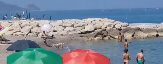 BAU BAU BEACH – A Brolo, conquista consensi, giorno dopo giorno la spiaggia per i quattrozampe