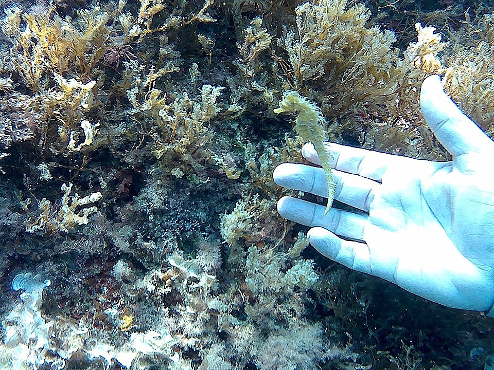 BELLE FOTO – Il Cavalluccio sui fondali dello Scoglio di Brolo