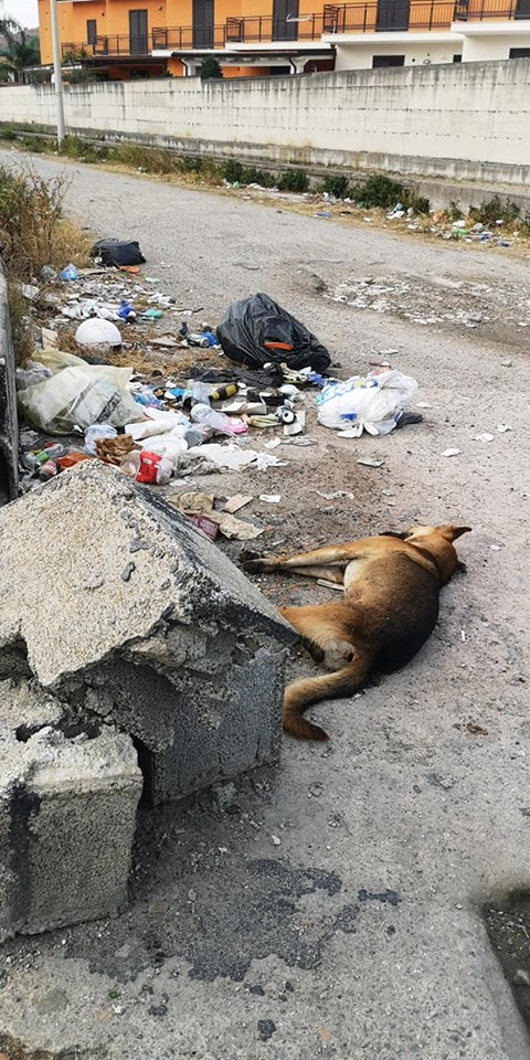 BARCELLONA P.G. – Dopo la strage di cani, la bonifica e la denuncia