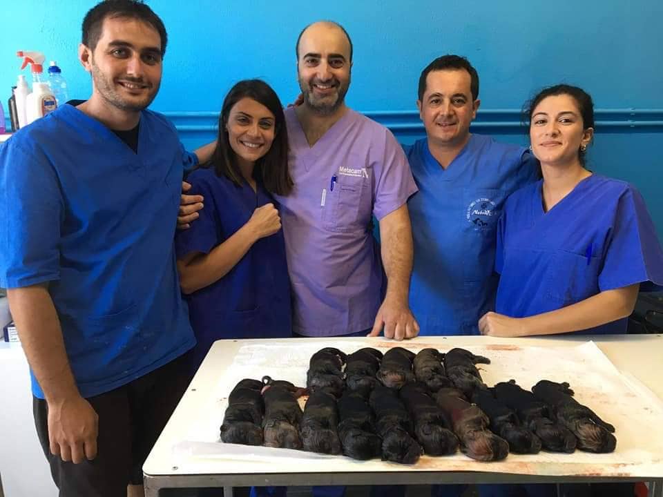 CUCCIOLATE DA RECORD – Sono quindici e stanno tutti bene! Accade a Sant’Agata Militello