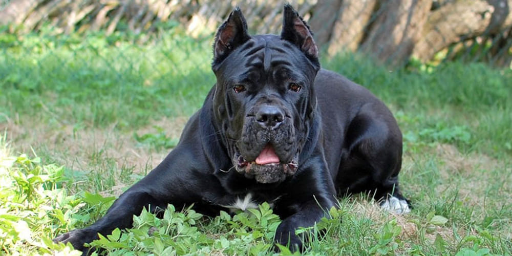 GIOIOSA MAREA – L’ordinanza sui cani è stata rivista