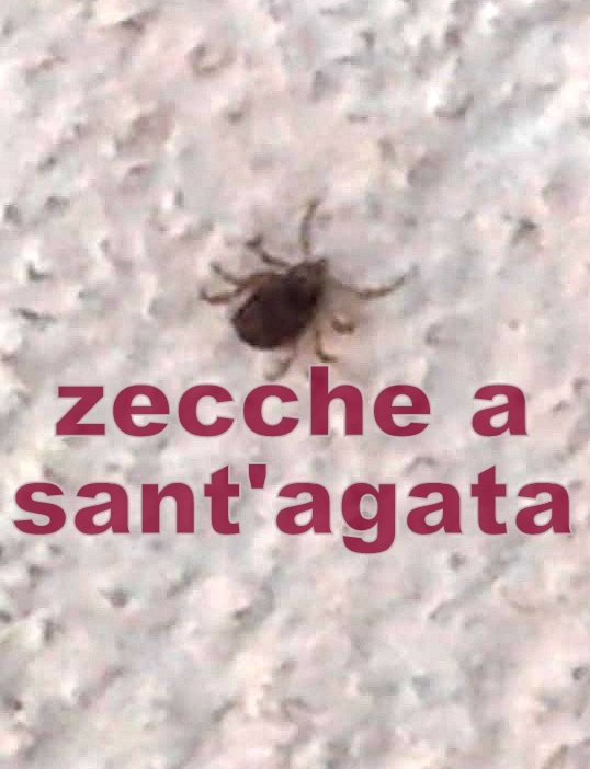 SANT’AGATA MILITELLO – Nuova infestazione da zecche