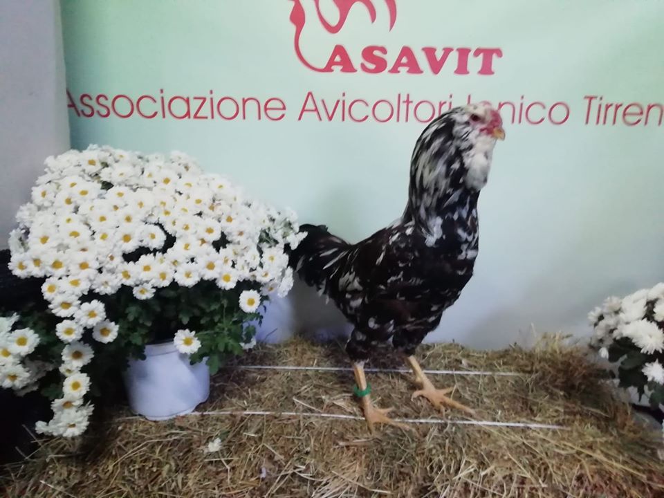 ASAVIT – La mostra degli Avicoltori a Zappardino