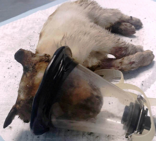 BARCELLONA – La denuncia in Procura per i cani bruciati