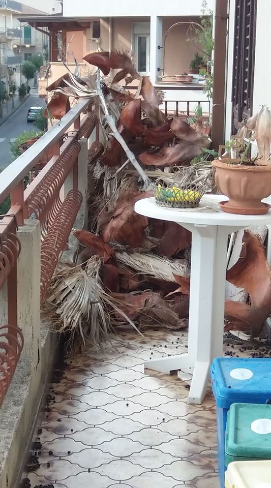 SCHIANTI – In pieno centro a Brolo una palma si “autopulisce” complice il vento