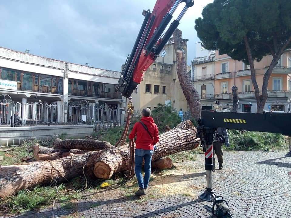 BARCELLONA P.G. – Movimento Città Aperta: I pini in piazza San Sebastiano si sarebbero potuti salvare