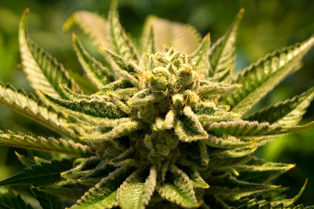 SICILIA – Cannabis terapeutica gratis