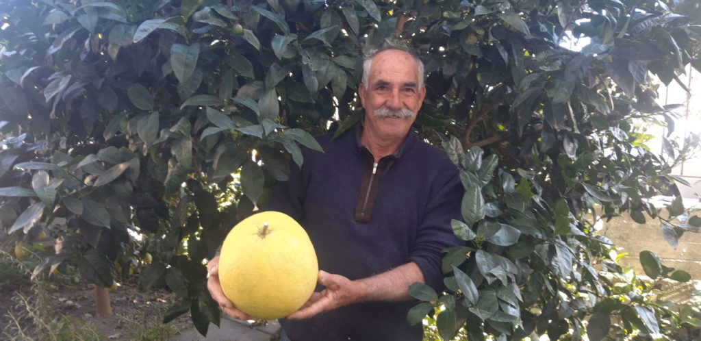SANT’AGATA MILITELLO – Un pompelmo da guinness. Giuseppe Danisi raccoglie un frutto di quasi 3 kg