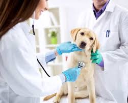 ASP MESSINA – Lotta al randagismo, in arrivo nuove attrezzature per gli ambulatori veterinari di Torrenova e Barcellona