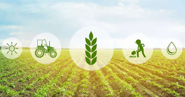 AGRICOLTURA – 40 milioni per investimenti nelle aziende siciliane