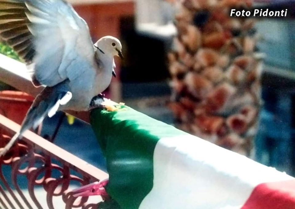 FOTO SIMBOLO – La Colomba, la Palma, l’Italia
